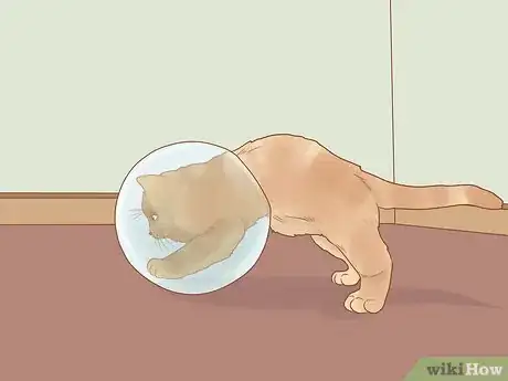 Image titled Be Responsible when You Have a Cat Step 3