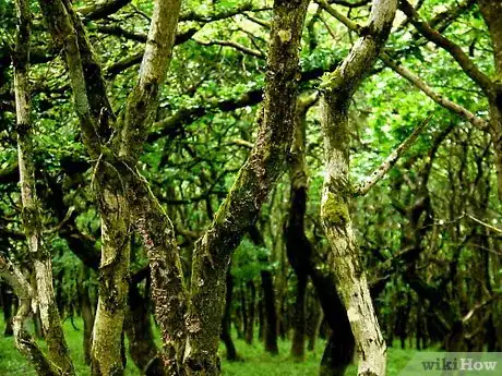 Image titled Write a Field Guide When You Are a Young Naturalist Step 2