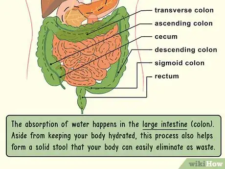 Image titled Study the Physiology of Digestion in the Human Body Step 5