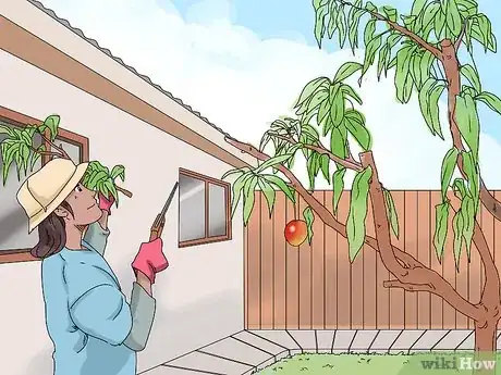 Image titled Prune a Mango Tree Step 8