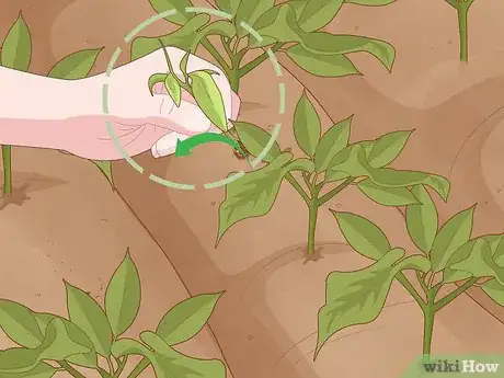 Image titled Grow a Garden Step 12