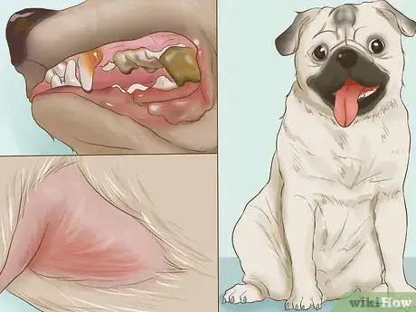 Image titled Provide Preventive Veterinary Care for Your Dog Step 5