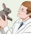 Calm a Rabbit