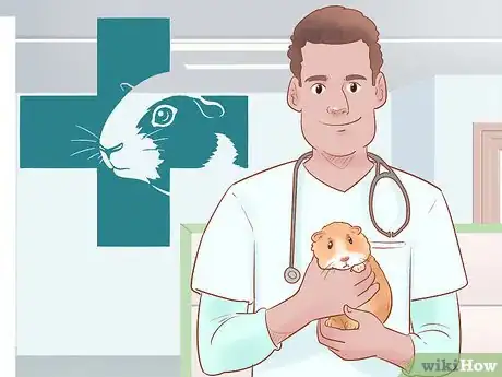 Image titled Neuter Your Guinea Pig Step 3