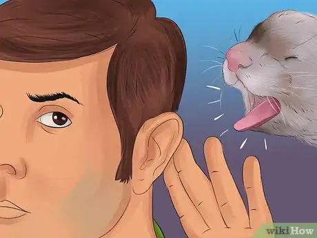 Image titled Diagnose Heart Disease in Ferrets Step 1