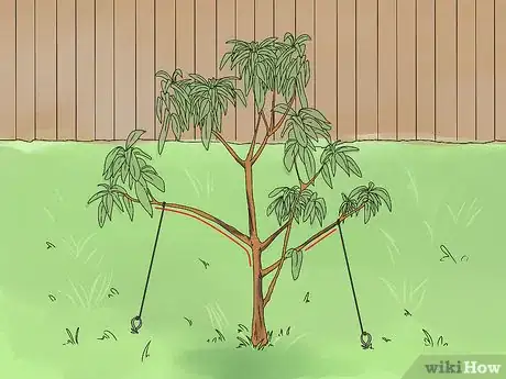 Image titled Prune a Mango Tree Step 4