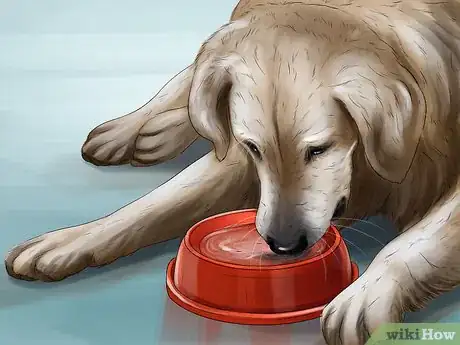 Image titled Treat Diarrhea and Constipation in Dogs and Cats Step 4