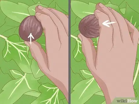 Image titled Grow Figs in Pots Step 16