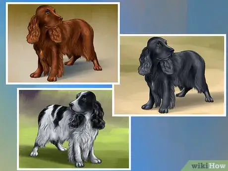 Image titled Identify a Field Spaniel Step 2