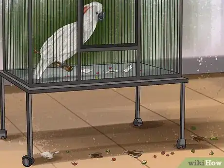 Image titled Live With a Moluccan Cockatoo Step 6