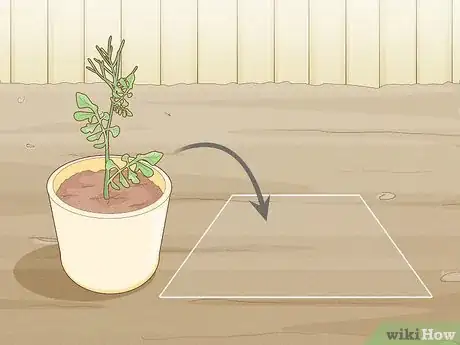 Image titled Grow Rainbow Eucalyptus Step 8