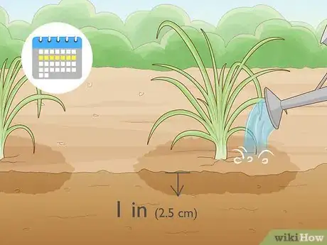 Image titled Prune Daylily Step 11