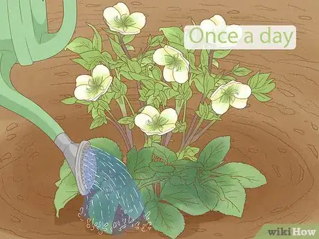 Image titled Grow Hellebore Step 7