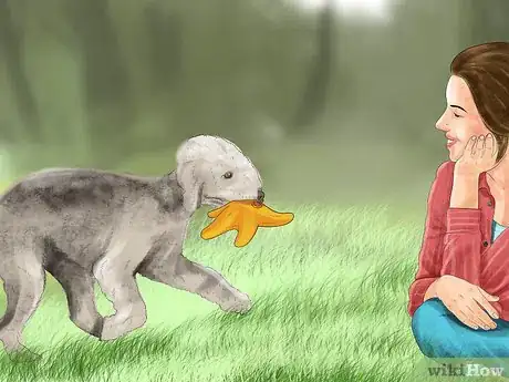 Image titled Choose a Bedlington Terrier Step 1