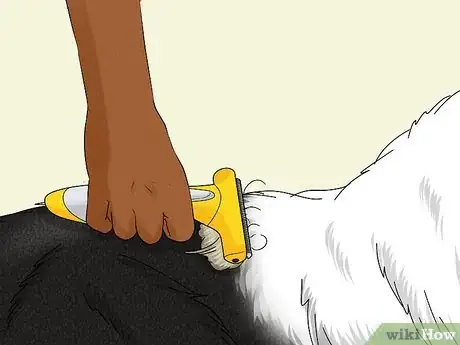 Image titled Identify a Bernese Mountain Dog Step 9