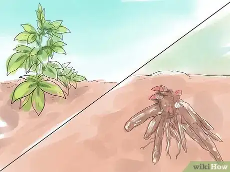 Image titled Plant Peonies Step 6