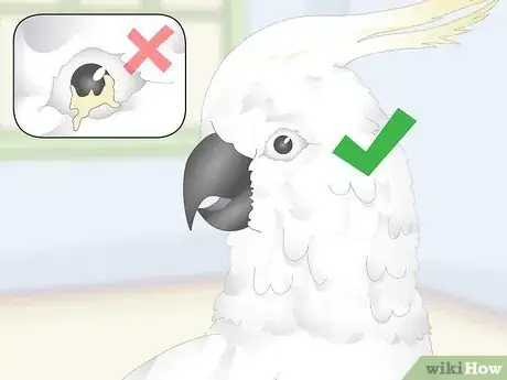 Image titled Choose a Cockatoo Step 9