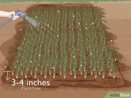 Image titled Plant English Bluebell Bulbs Step 14