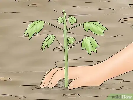 Image titled Plant a Tulip Poplar Tree Step 6