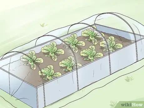 Image titled Grow Mustard Greens Step 8