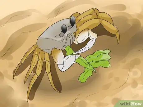 Image titled Care for Ghost Crabs Step 6