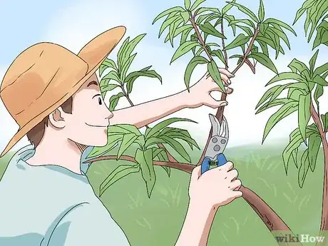 Image titled Prune a Mango Tree Step 7