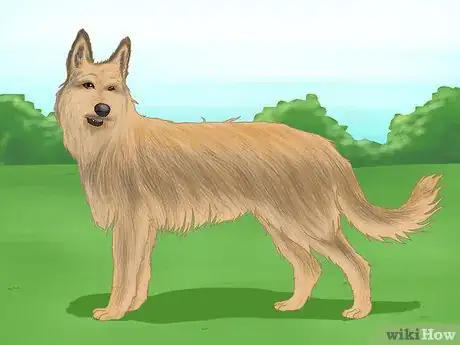 Image titled Identify a Berger Picard Step 6