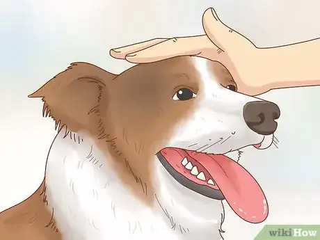 Image titled Choose a Border Collie Step 8