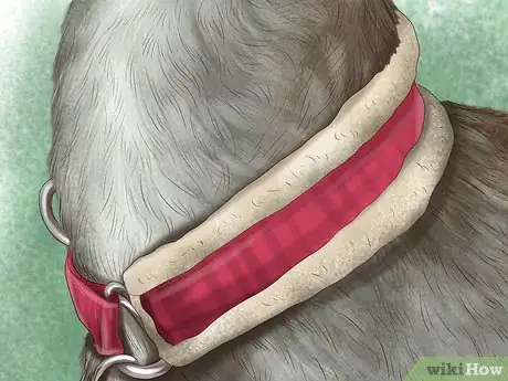 Image titled Care for a Greyhound Step 17