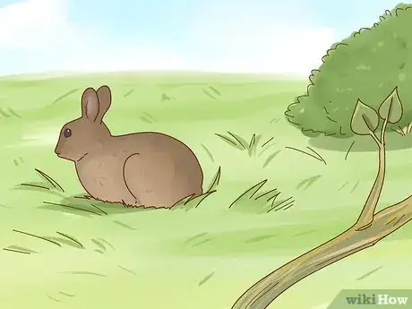 Image titled Care for a Baby Wild Rabbit Step 22