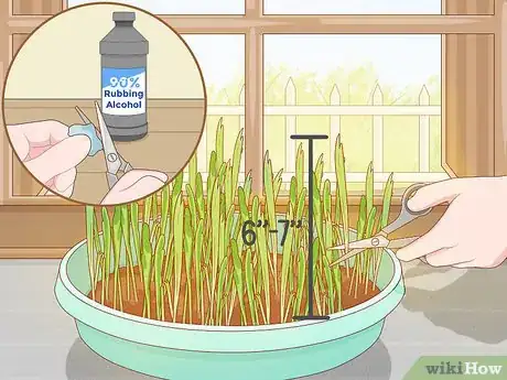 Image titled Grow Wheatgrass Without Soil Step 14