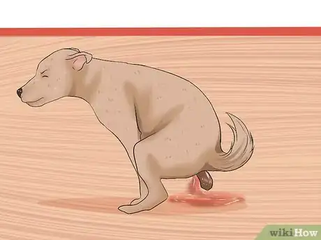 Image titled Solve Digestive Problems With Small Dogs Step 4