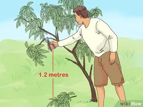 Image titled Prune a Mango Tree Step 6