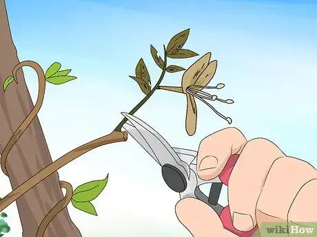 Image titled Prune Honeysuckle Step 7