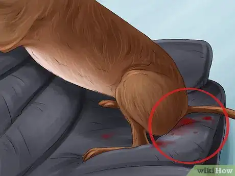 Image titled Know if Your Female Dog Is Ready to Breed Step 2