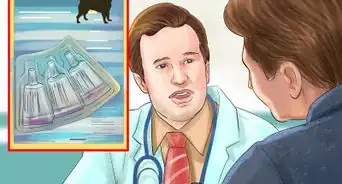 Care for an Irish Setter