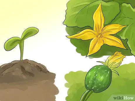 Image titled Make a Small Vegetable Garden Step 17