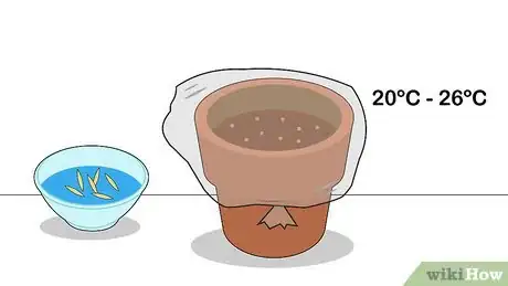 Image titled Plant Moso Bamboo Seeds Step 7