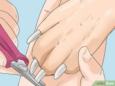 Image titled Get a Dog Ready for a Special Occasion Step 5