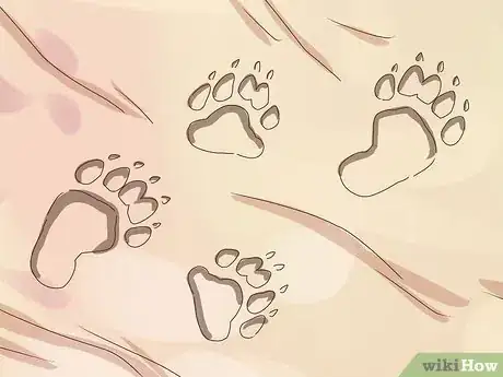 Image titled Identify Animal Tracks Step 3
