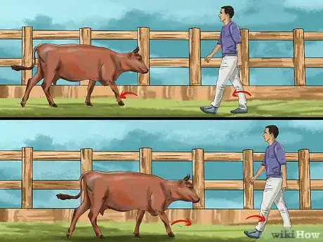 Image titled Sort Cows Step 5