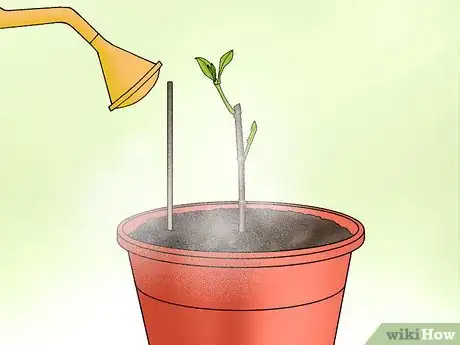 Image titled Plant Confederate Jasmine Step 25