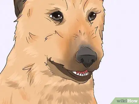 Image titled Identify a Belgian Laekenois Dog Step 9
