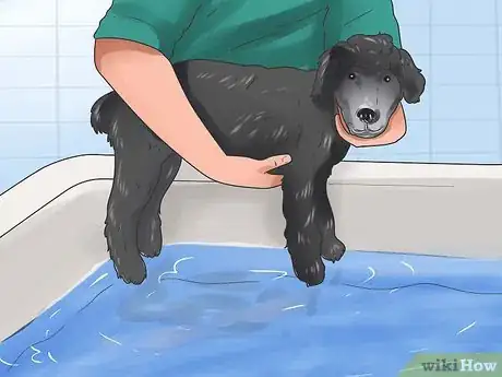 Image titled Groom a Longhair Dog Step 6