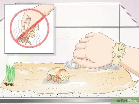 Image titled Hold a Hermit Crab Step 7
