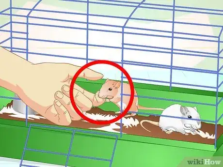 Image titled Tame Your Gerbils Step 9