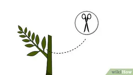 Image titled Grow a Ficus Benjamina Step 3