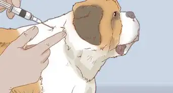 Care for a Saint Bernard