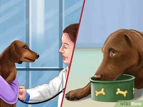 Image titled Adopt a Sporting Dog Step 13