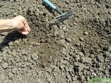 Image titled Grow Calendula Step 2